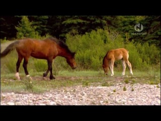 documentary wild horses and the canadian rockies. (2008)