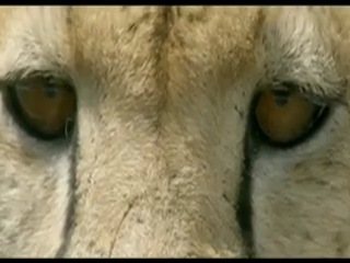 air force film about animals - "life".